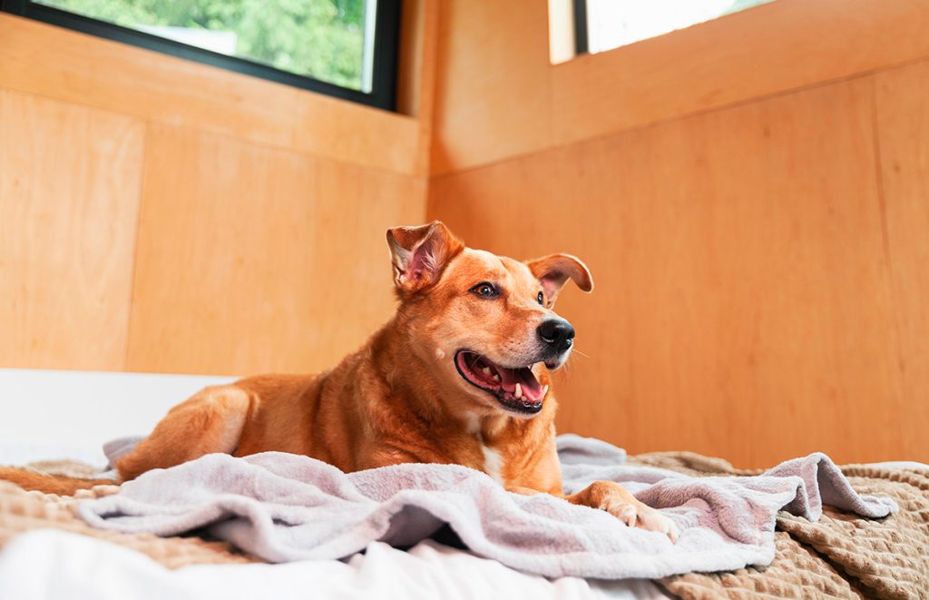 ambiente seguro para cão com ansiedade no hotel canino Porto