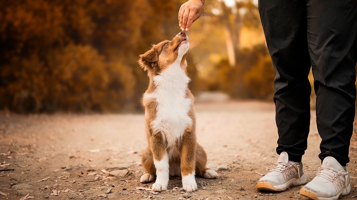 treino comportamental para cão com fobia em Paredes